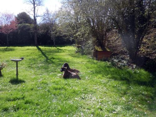 Giotto et Guenièvre après la douche 27 mars 2017