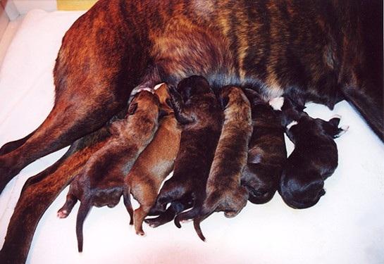 0-naissance-4-ucello-et-fratrie.jpg