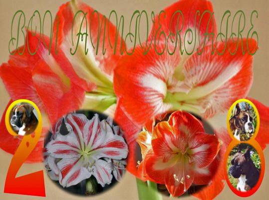 08-carte-annivrsaire-ucello-psyche-orkan-amaryllis.jpg