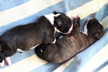 chiots Giotto x Guapa 3 jours