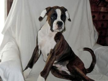 Giotto 3 mois