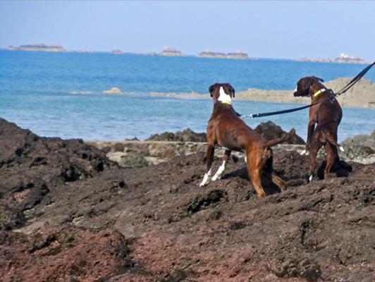 Giotto et Guenièvre à Port Lazo