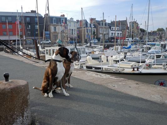 Giotto et Guenièvre au port de Paimpol