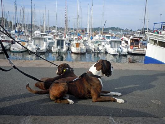 Giotto et Guenièvre au port de Paimpol