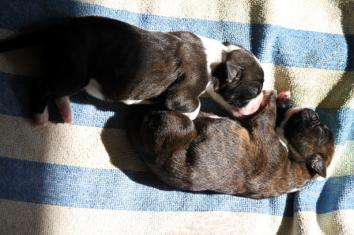 chiots Giotto x Guapa 3 jours