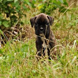Modoc 37 jours