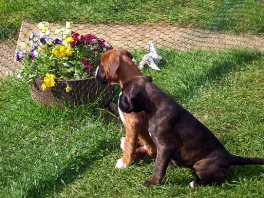 =Ucello et Urielle