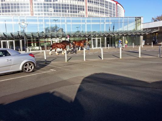 des chevaux prennent l'air en bordure du hall