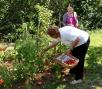 17 septembre 2010 cueillette des tomates chez nous