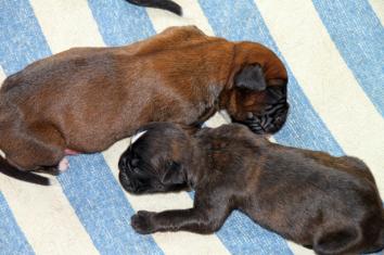 chiots Giotto x Guapa 3 jours