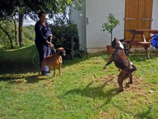 Giotto ne veut pas quitter Fly après la saillie