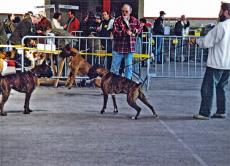 90-jason-du-dolon-perigueux-97-cacib-bis.jpg