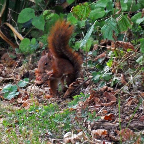 Écureuil mangeant une dernière noisette