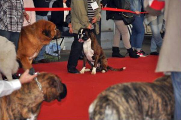 Giotto ring d'honneur Meilleur de Race CACIB POITIERS 15