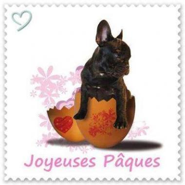 Pâques - Bouledogue français du Mas d'Aigret