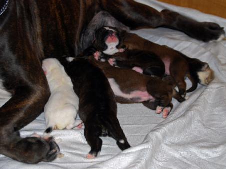 Les chiots de Gribouille x Giotto à 9 jours