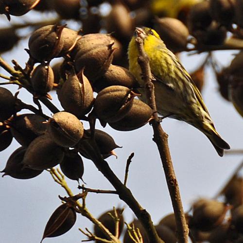 Verdier dans les graines de paulownia