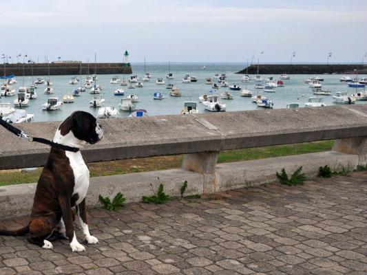 Giotto au port de plaisance de Saint-Quay-Portrieux