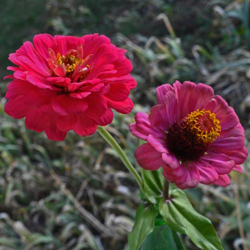 2 fleurs d'automne du jardin d'Ishta ...