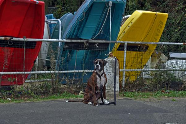 Guenièvre au port de plaisance de Saint-Quay-Portrieux