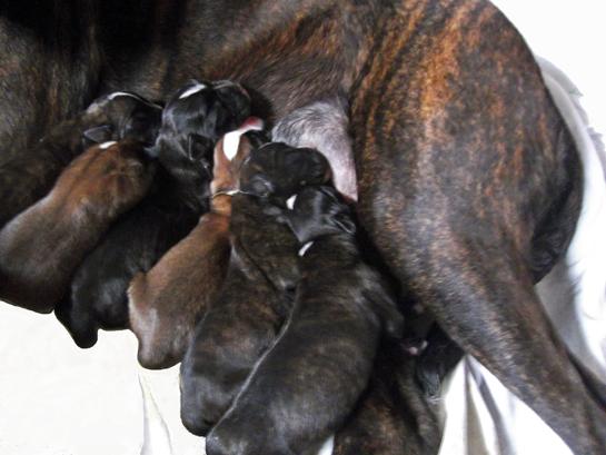 Les 6 chiots de Gribouille x Giotto