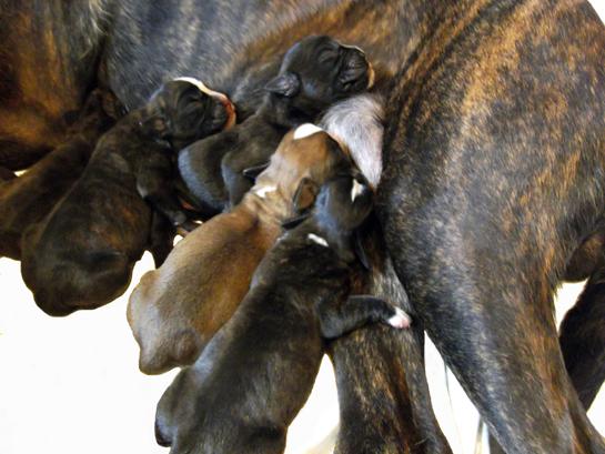 5 chiots Gribouille x Giotto