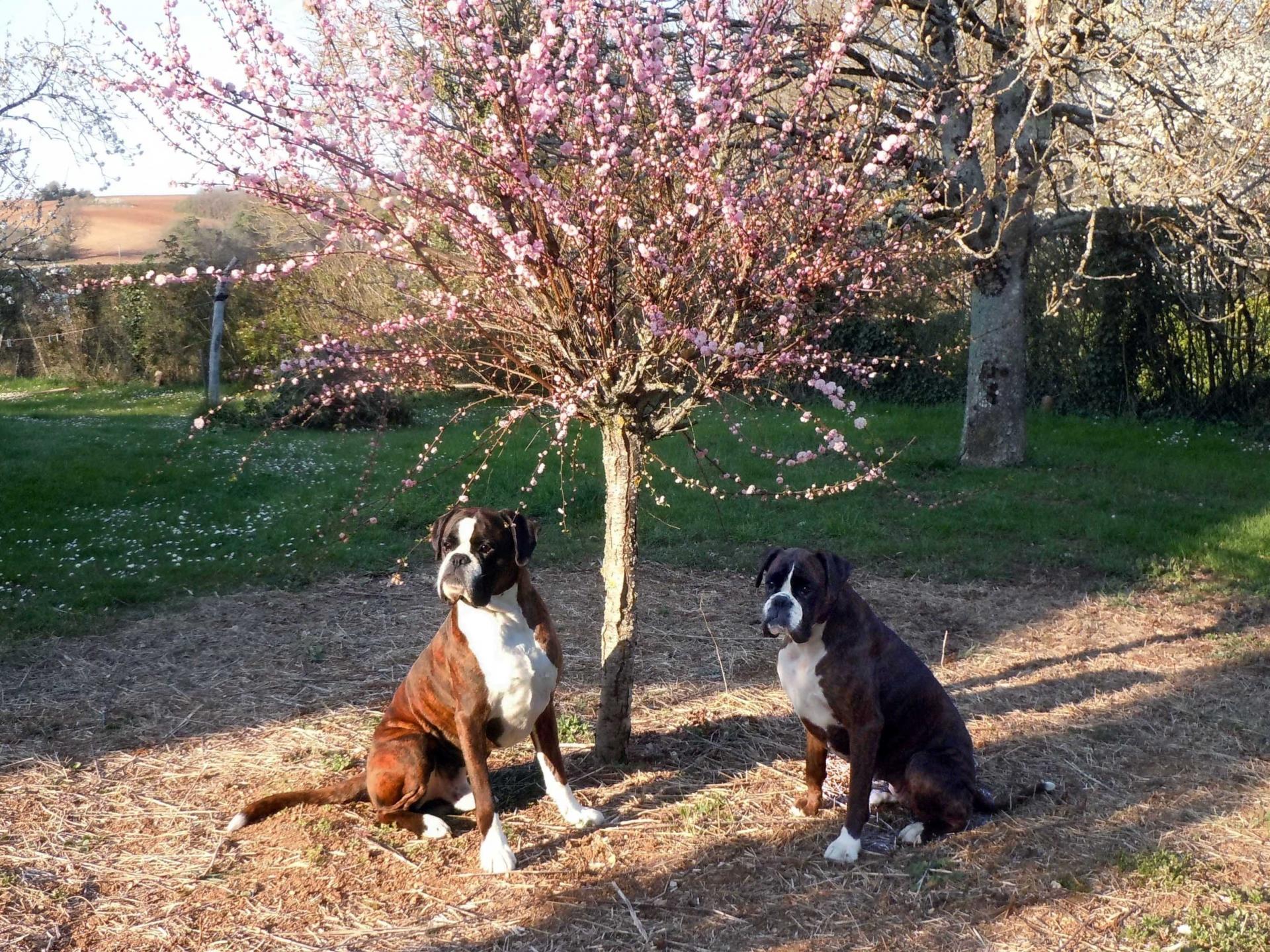 Giotto et Guenièvre sous l'amandier de Chine (Prunus triloba)