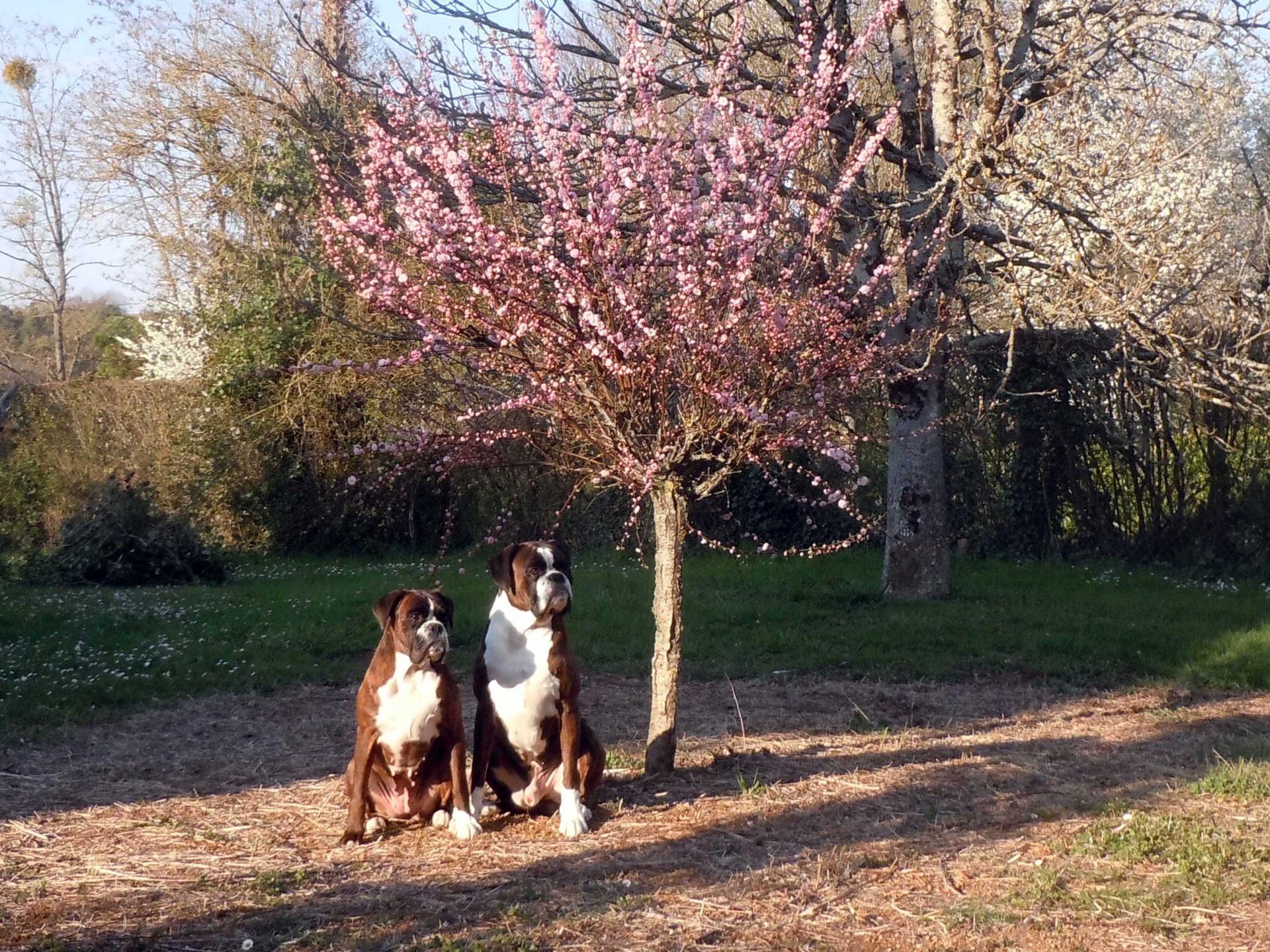 Giotto et Guenièvre sous l'amandier de Chine (Prunus triloba)