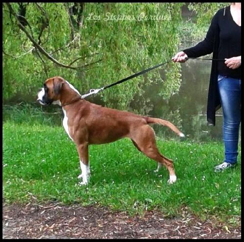 Louna des Steppes Perdues