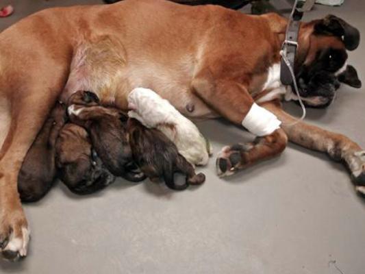 Matyane et ses 5 chiots juste après la césarienne