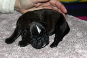 chiots Giotto x Guapa 4 jours