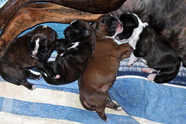 chiots Giotto x Guapa 6 jours