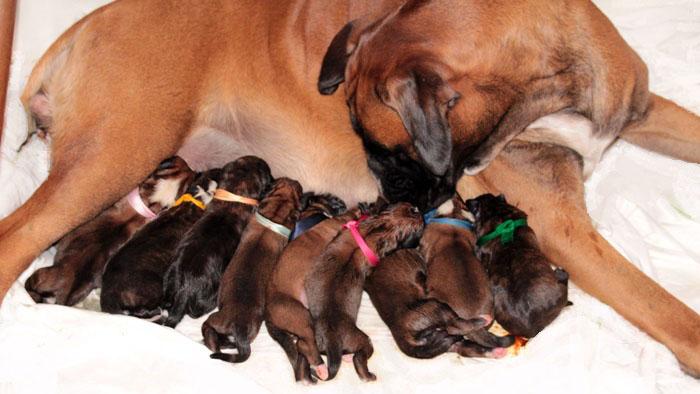 Les 9 chiots D'Iowa du Ranch de la Rivière Espérance et de Giotto