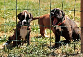 Liotta et Lina 34 jours