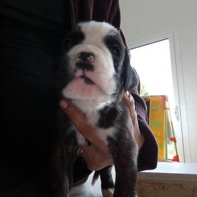 O' Malley 3 semaines