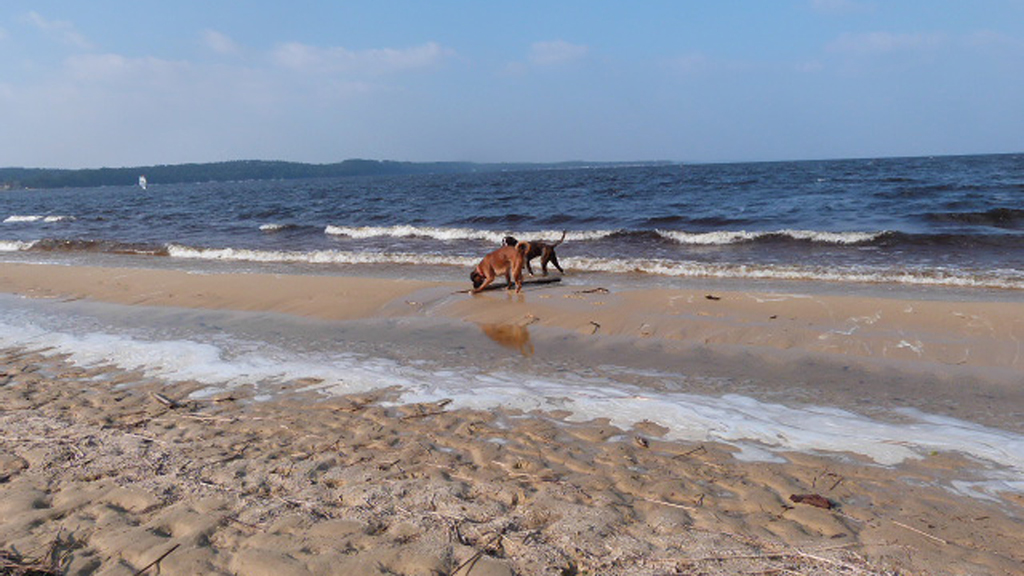 Mohawk (Giotto x Iowa de la Rivière Espérance) avec Loukoum