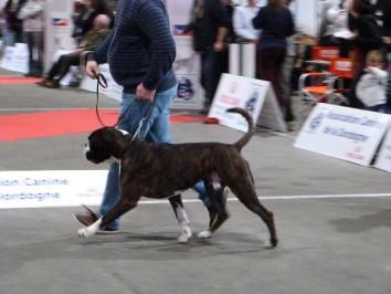 Mohawk Périgueux Intermédiaire CAC RCACIB