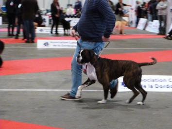 Mohawk Périgueux Intermédiaire CAC RCACIB