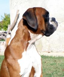 Igor du Domaine de Dame Garonne (Giotto x Elfy du Grand Renon)