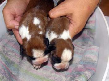 Pierce à droite et Phoebe à gauche, 3 jours, à la pesée