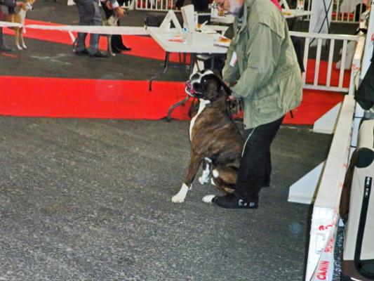 Giotto CACIB Meilleur de Race POITIERS 15