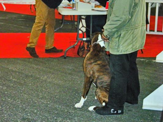 Giotto CACIB Meilleur de Race POITIERS 15