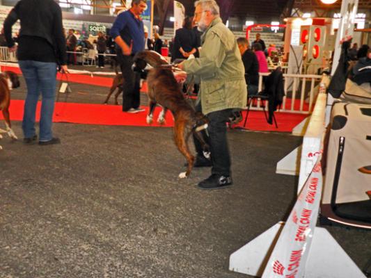 Giotto CACIB Meilleur de Race POITIERS 15