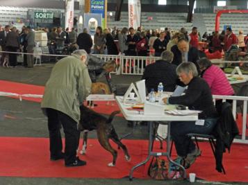 Giotto CACIB Meilleur de Race POITIERS 15