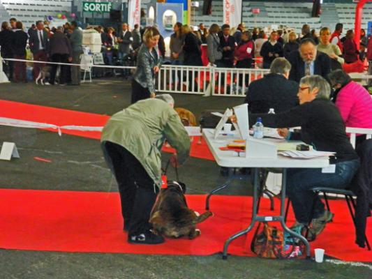 Giotto CACIB Meilleur de Race POITIERS 15