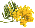 Mimosa
