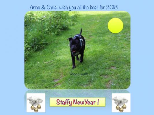 Staffy new year