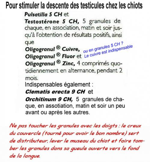 Aider à la descente des testicules des chiots