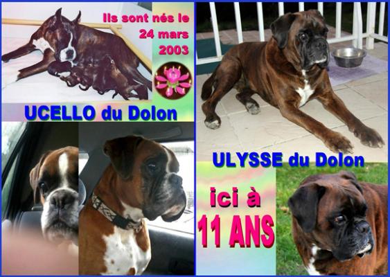 Joyeux anniversaire Ucello et Ulysse !