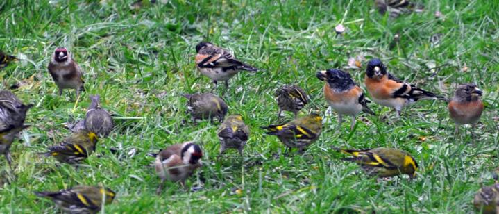 oiseaux à profusion